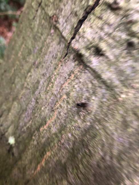 Flight image for Lasius fuliginosus on 4 Aug 2024