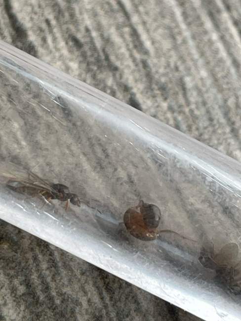 Flight image for Lasius flavus on 1 Aug 2024