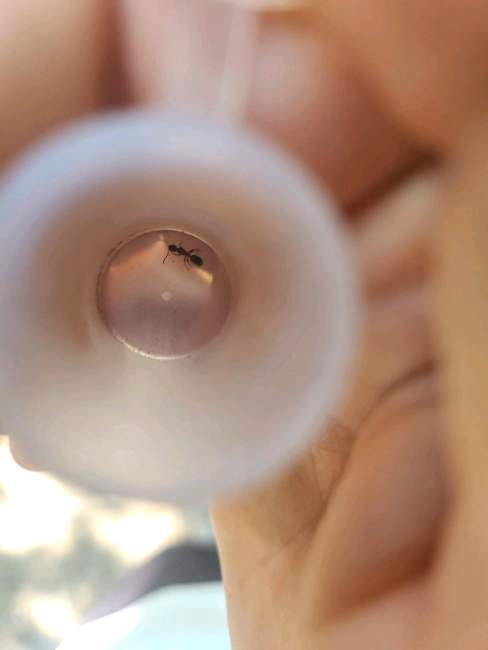 Flight image for Dolichoderus quadripunctatus on 5 Aug 2024