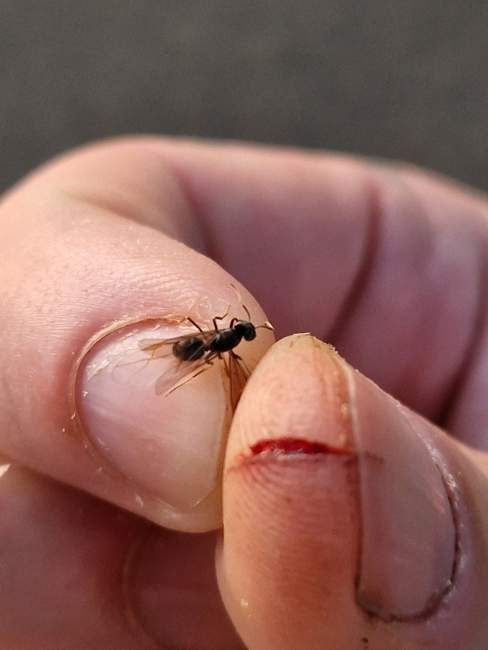 Flight image for Lasius fuliginosus on 18 Jul 2024