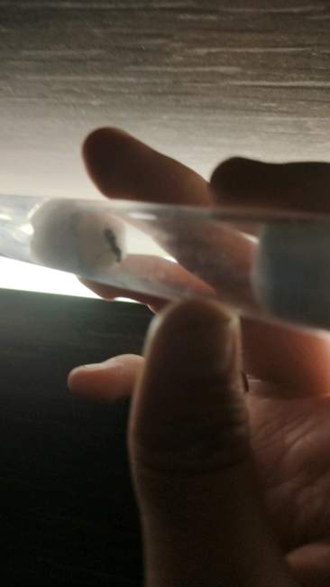 Flight image for Lasius niger on 28 Jul 2024