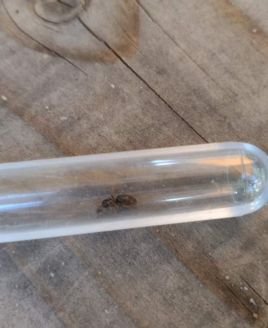 Flight image for Lasius niger on 31 Jul 2024