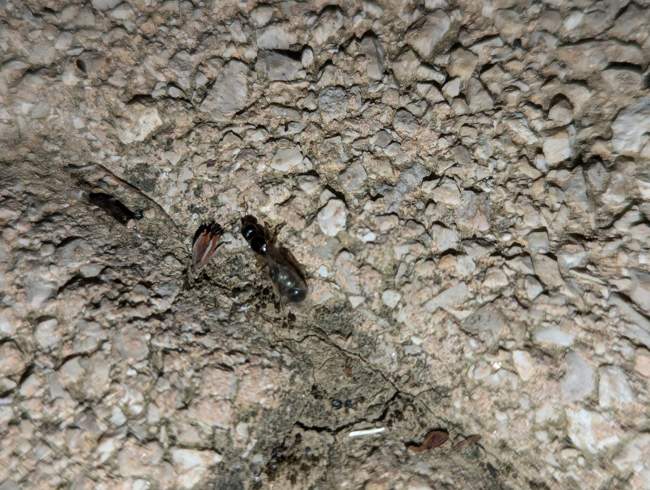 Flight image for Pheidole pallidula on 17 Jul 2024