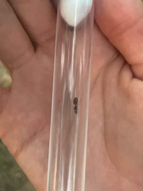 Flight image for Pheidole pallidula on 18 Jul 2024