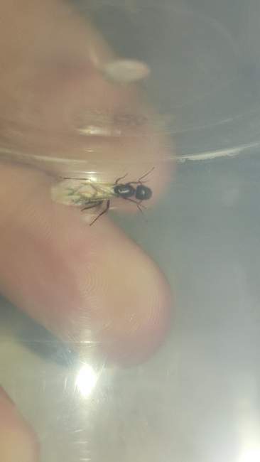 Flight image for Camponotus herculeanus on 29 Aug 2024