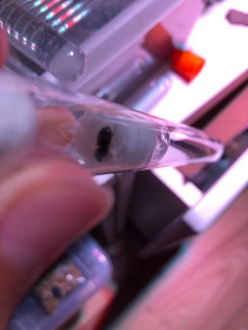 Flight image for Lasius niger  on 12 Aug 2024