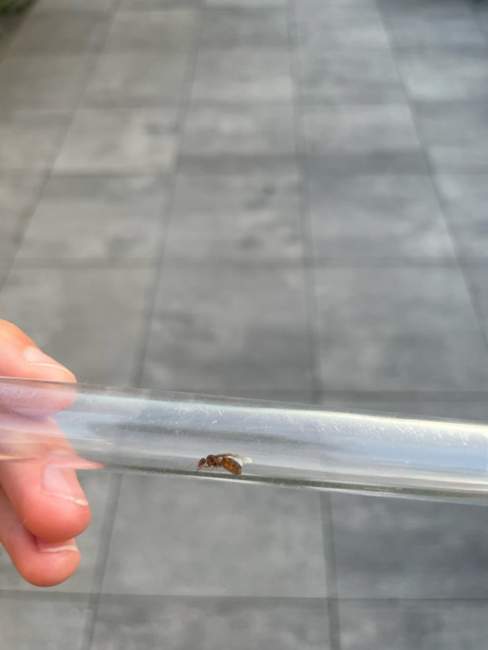 Flight image for Lasius flavus on 30 Jul 2024