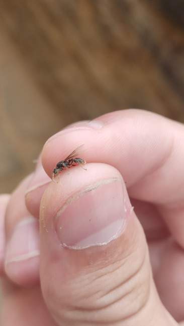 Flight image for Myrmica sp. on 29 Aug 2024