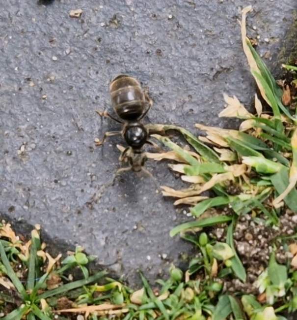 Flight image for Lasius niger on 27 Jul 2024