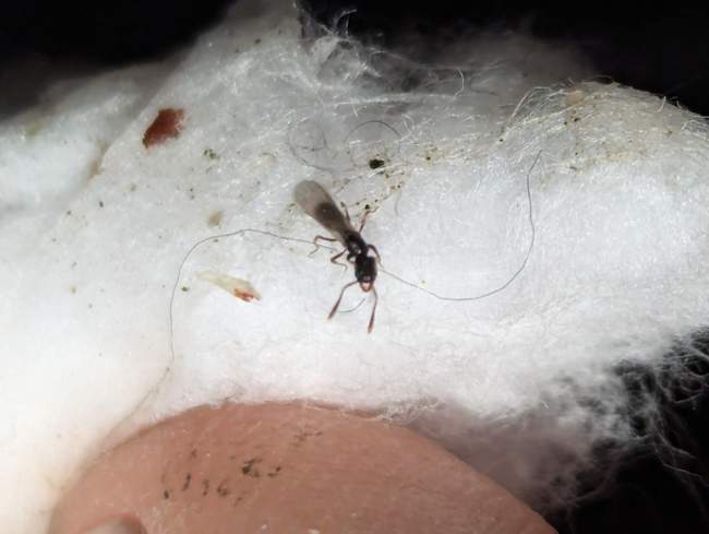 Flight image for Hypoponera sp. on 22 Sept 2024