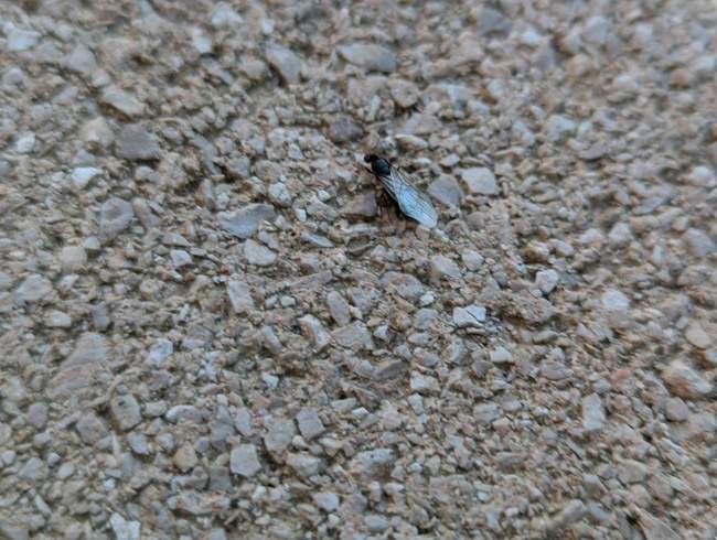 Flight image for Lasius niger on 14 Jul 2024