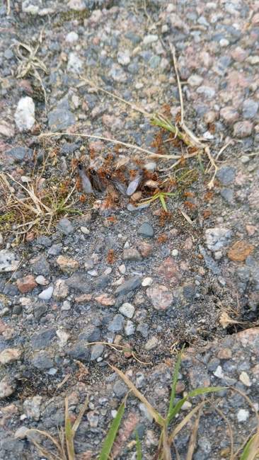 Flight image for Lasius flavus on 19 Jul 2024