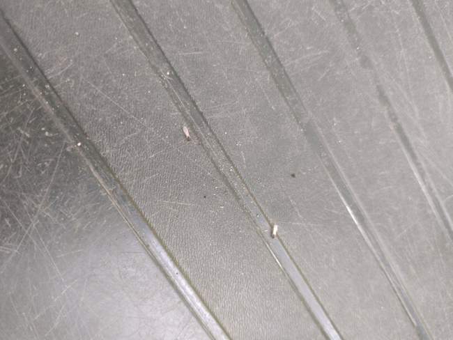 Flight image for Temnothorax nylanderi on 30 Jul 2024