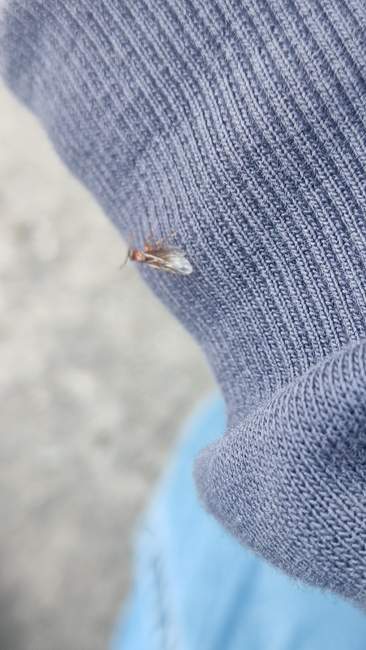 Flight image for Myrmica sp. on 21 Sept 2024