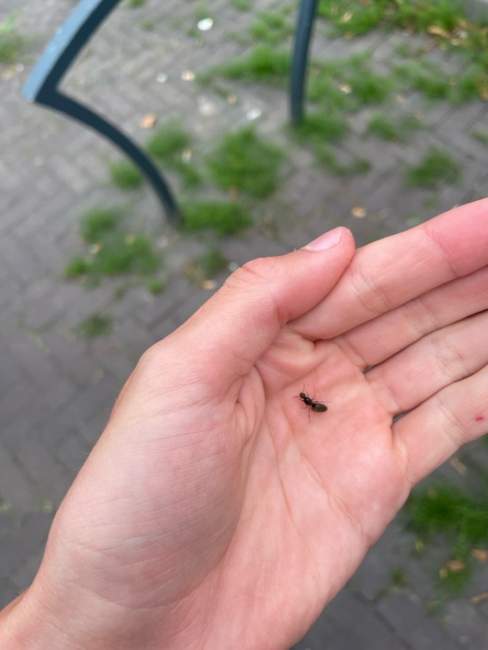 Flight image for Lasius sp. on 26 Jul 2024