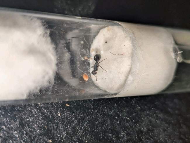 Flight image for Camponotus lateralis on 14 Jul 2024