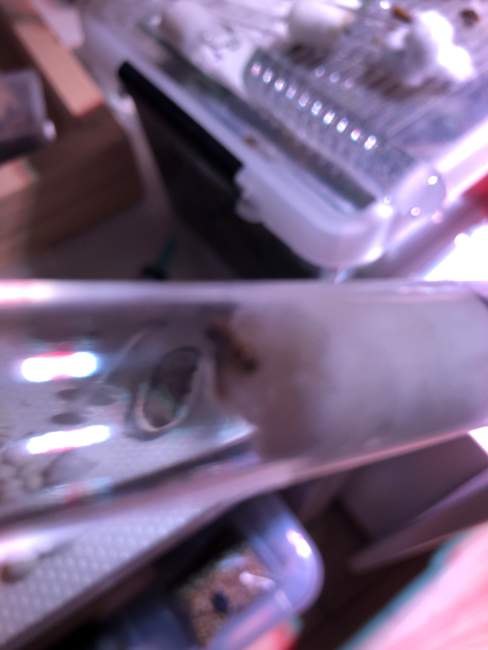 Flight image for Lasius flavus on 12 Aug 2024