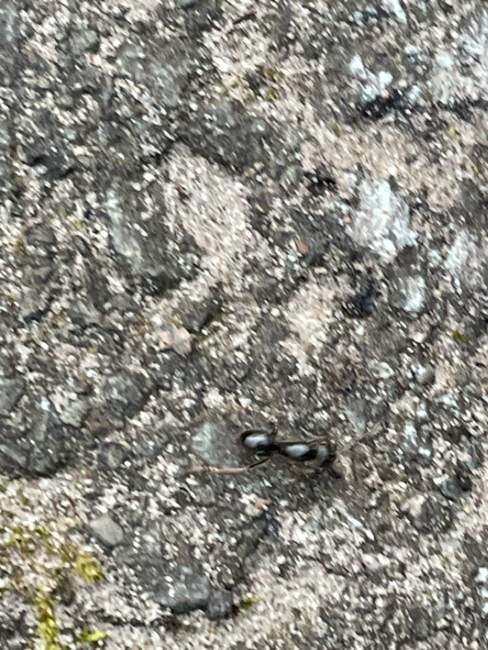 Flight image for Lasius fuliginosus on 2 Aug 2024