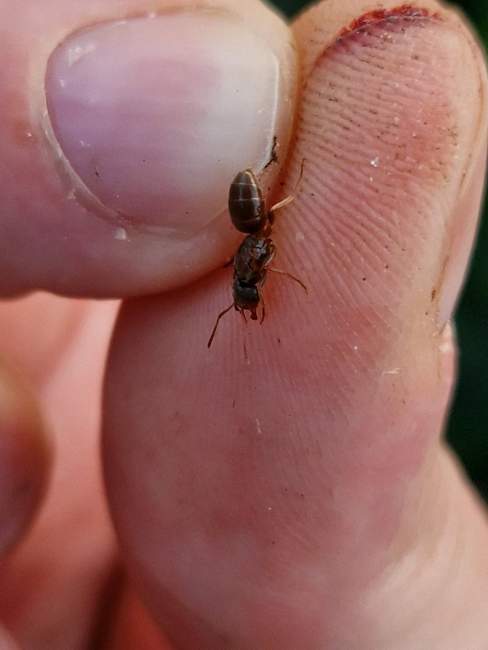 Flight image for Lasius umbratus on 18 Jul 2024