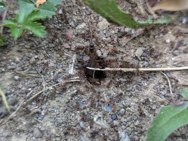 Flight image for Pheidole pallidula on 15 Jul 2024