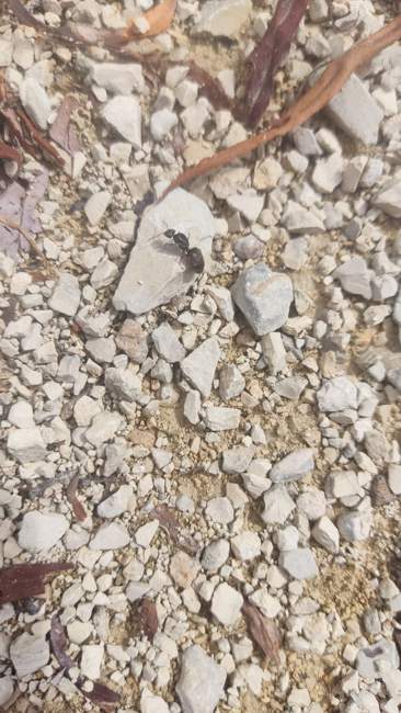 Flight image for Lasius niger on 25 Aug 2024