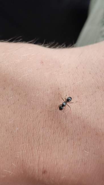 Flight image for Lasius fuliginosus on 29 Aug 2024