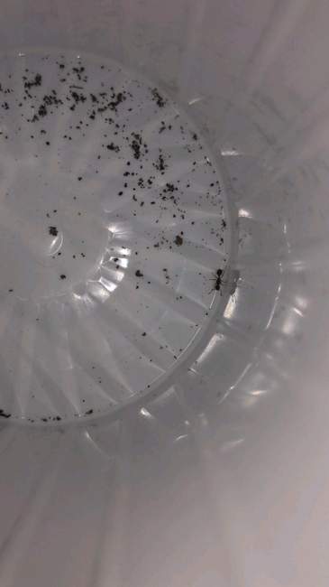 Flight image for Myrmica sp on 12 Aug 2024