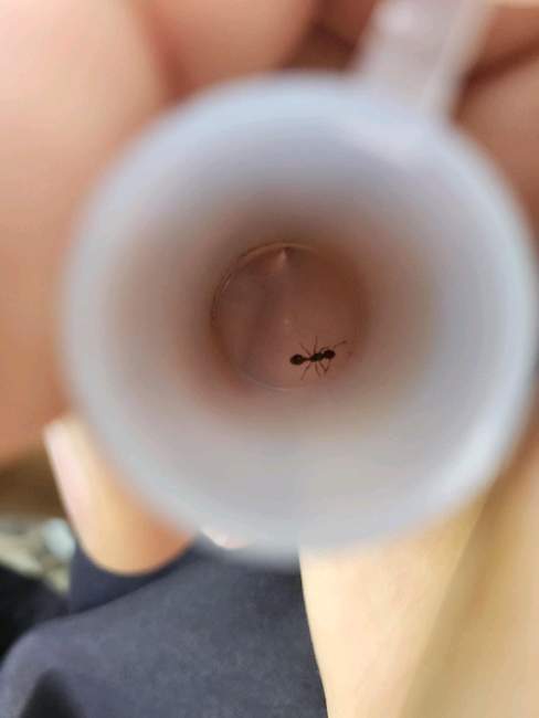 Flight image for Myrmica sp. on 5 Aug 2024