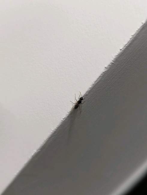 Flight image for Lasius emarginatus on 23 Jul 2024