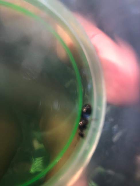 Flight image for Formica sp on 29 Jul 2024