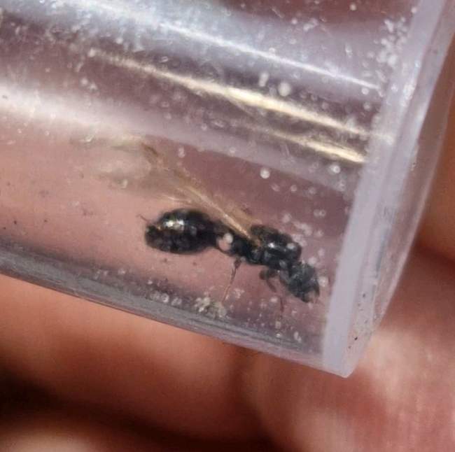 Flight image for Tetramorium caespitum on 15 Jul 2024