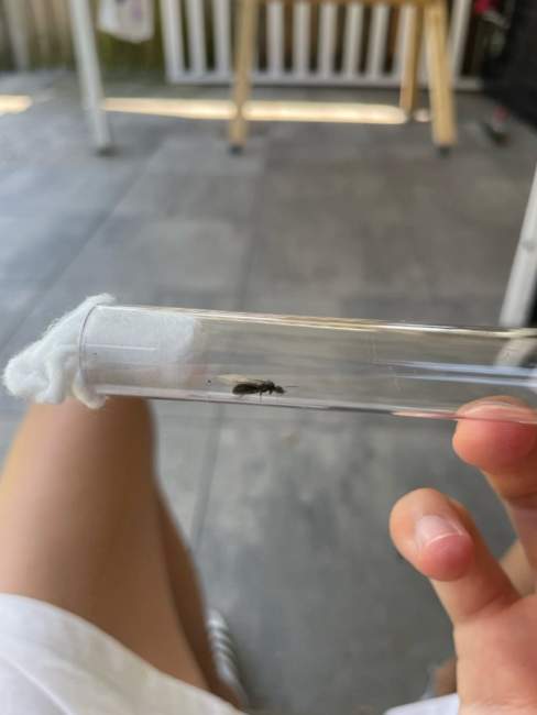 Flight image for Lasius niger on 30 Jul 2024