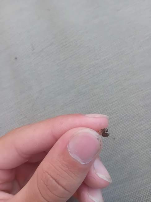 Flight image for Lasius niger on 13 Aug 2024