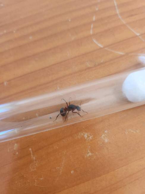 Flight image for Formica rufa on 11 Aug 2024