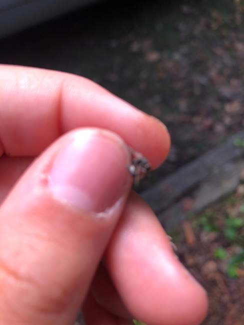 Flight image for Formica sp  on 5 Aug 2024