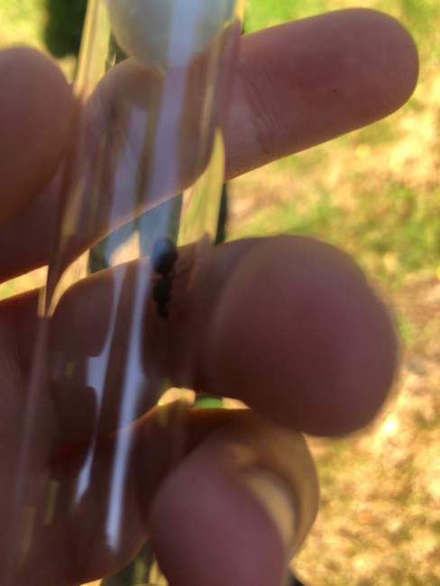 Flight image for Lasius sp  on 6 Aug 2024