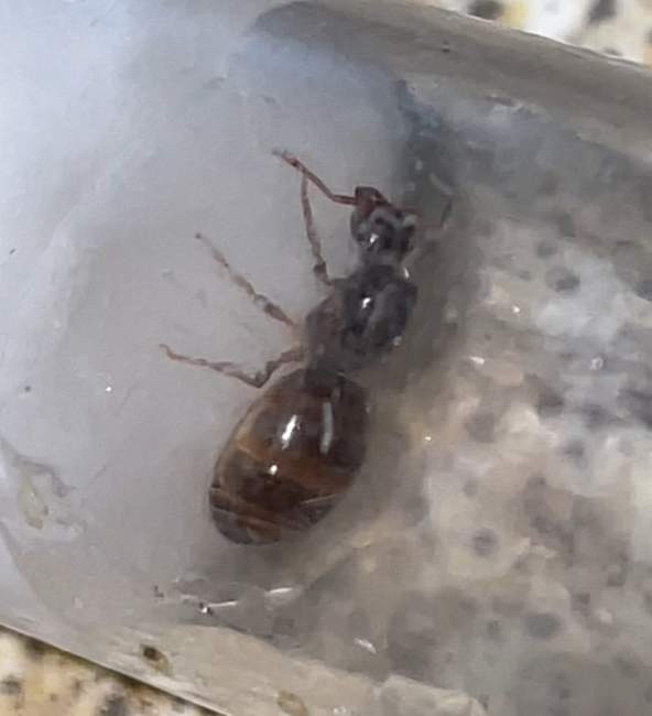 Flight image for Lasius flavus on 18 Jul 2024