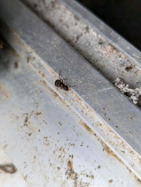 Flight image for Lasius emarginatus on 7 Aug 2024