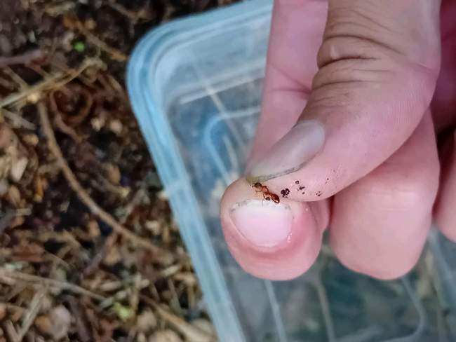 Flight image for Myrmica sp on 11 Aug 2024