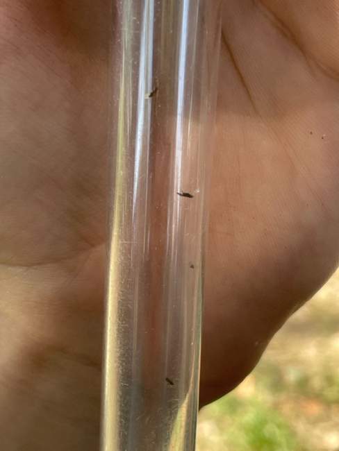 Flight image for Plagiolepis pygmaea on 20 Jul 2024