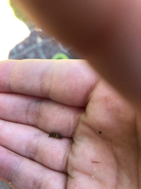 Flight image for Lasius flavus on 6 Aug 2024