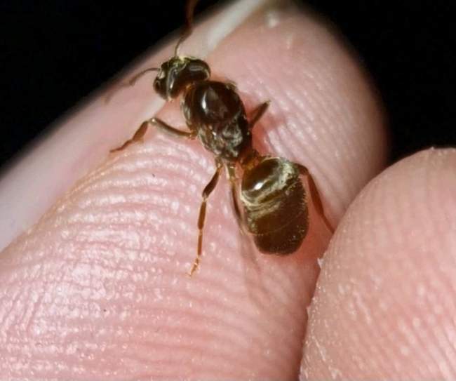 Flight image for Lasius umbratus on 26 Jul 2024