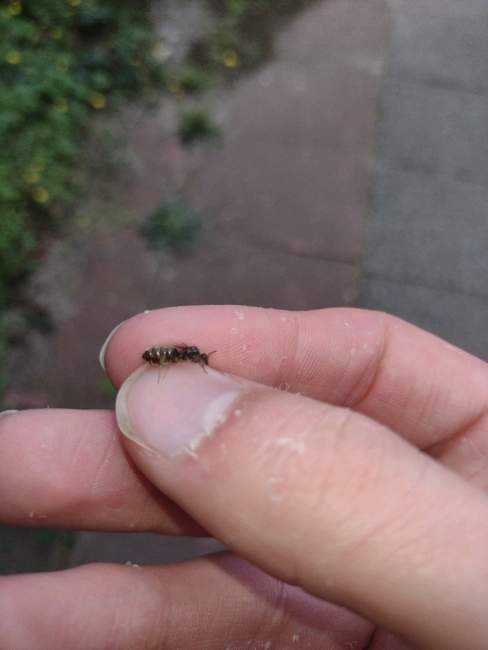 Flight image for Lasius niger on 25 Jul 2024