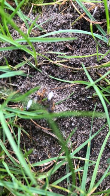 Flight image for Lasius flavus on 2 Aug 2024