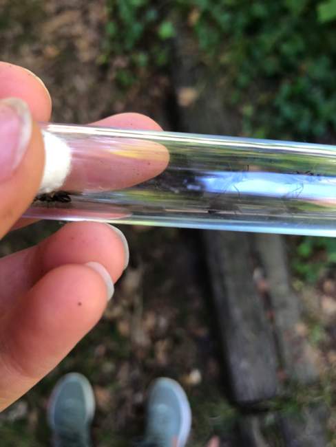 Flight image for Formica sp. on 11 Aug 2024