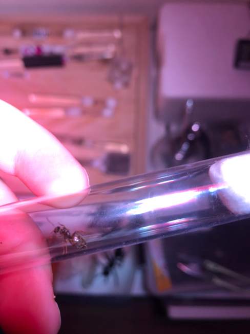 Flight image for Lasius sp. on 6 Aug 2024