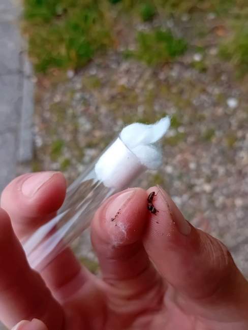 Flight image for Lasius umbratus  on 25 Jul 2024