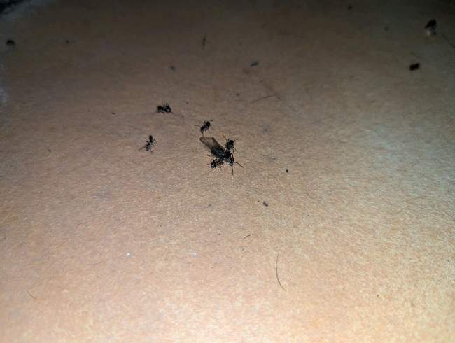 Flight image for Lasius emarginatus on 26 Jul 2024