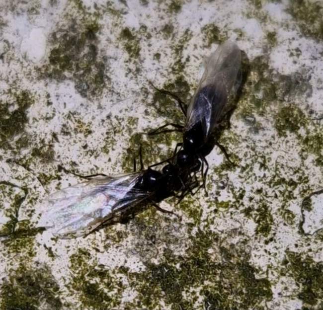 Flight image for Lasius fuliginosus on 26 Jul 2024