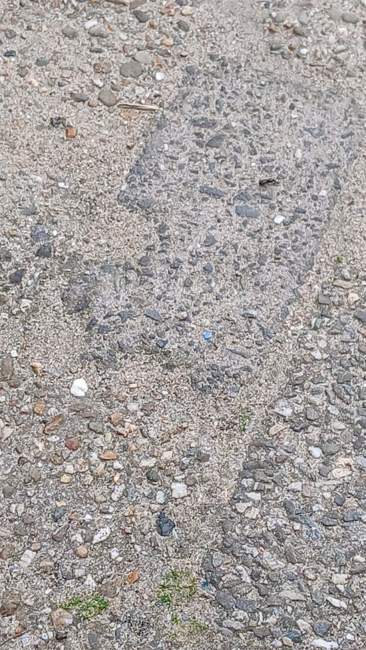 Flight image for Lasius niger on 27 Jul 2024